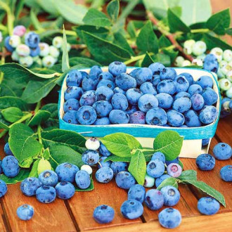 Afin Blue Star imagine 11