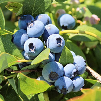 Afin Bluegold, P9 imagine 8