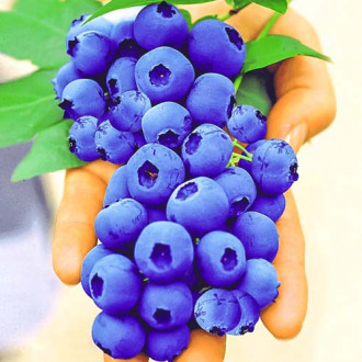 Afin Sunt Blue Giant imagine 9