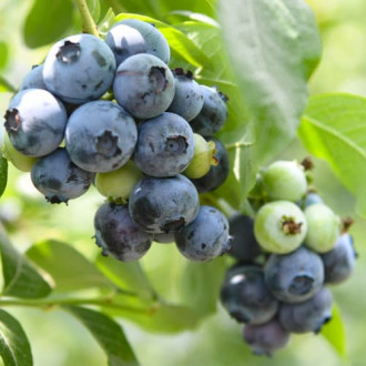 Afin Chandler, P9 imagine 9