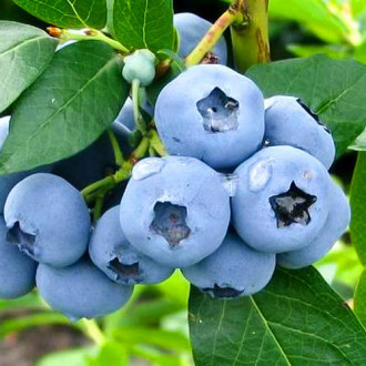 Afin Collins imagine 5