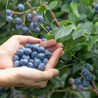 Afin Eliot, P9 imagine 10