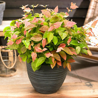 Afin Flamingo imagine 8