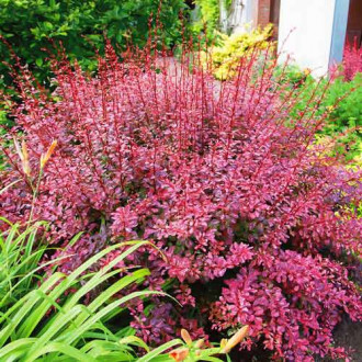 Dracila japoneză Rosy Rocket imagine 2