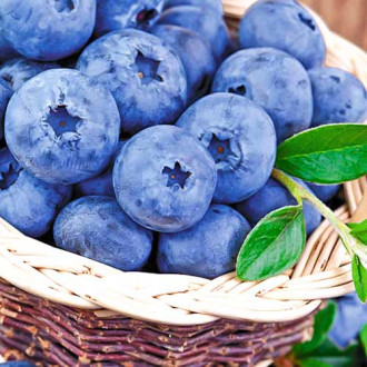 Afin Late Blue imagine 4