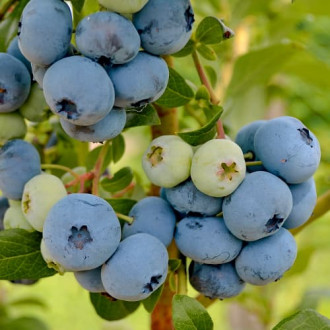 Afin New Hanover, P9 imagine 16