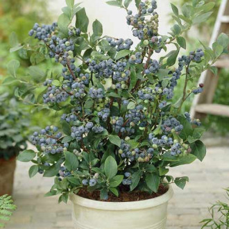 Afin Northland, C7 imagine 6