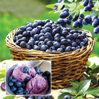 Afin Bonus imagine 8