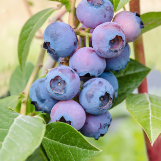 Afin Patriot imagine 18