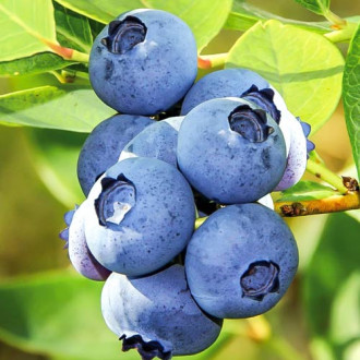 Afin Polaris imagine 16