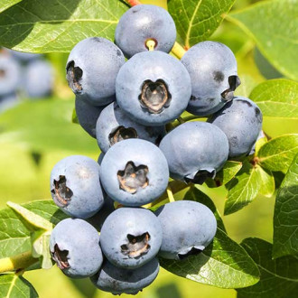 Afin Reka imagine 17