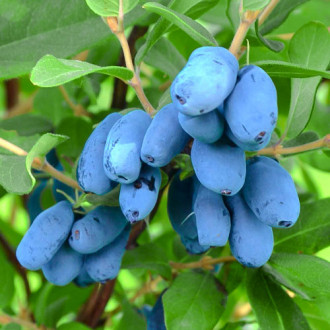 Afin siberian (Boabă de miere) Altai imagine 14