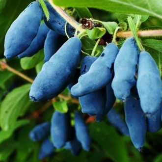 Afin siberian (Boabă de miere) Amphora imagine 10