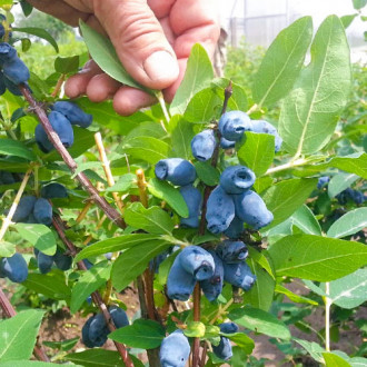 Afin siberian (Boabă de miere) Bakczarskaja imagine 3