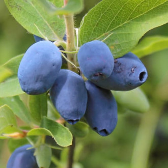 Afin siberian (Boabă de miere) Boreal Beauty, P9 imagine 4