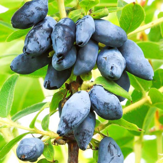 Afin siberian (boabă de miere) Czelabinka imagine 6