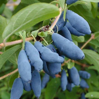 Afin siberian (Boabă de miere) Doch Velikana imagine 10