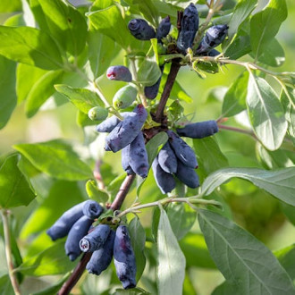 Afin siberian (Boabă de miere) Morena imagine 11