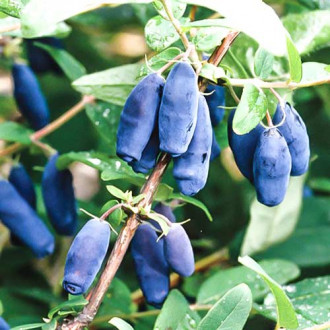 Afin siberian (Boaba de miere) Sibirica imagine 12