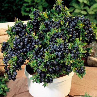 Afin Top Hat, P9 imagine 18