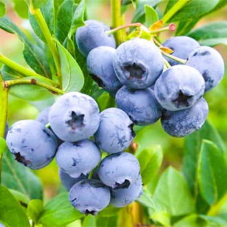 Afin Blueberry imagine 3