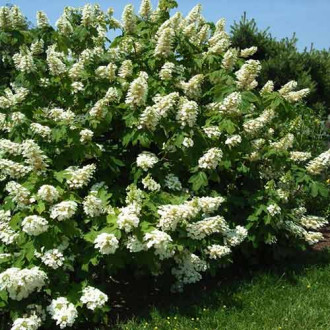 Hortensia quercifolia Ice Crystal imagine 3