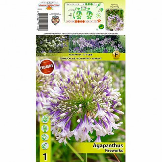 Crin african (Agapanthus) Fireworks imagine 2