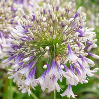 Агапантус Fireworks изображение 4