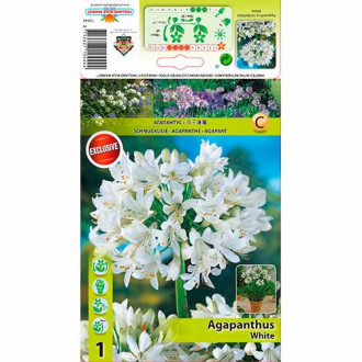 Агапантус White изображение 3
