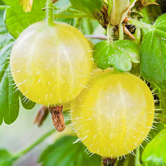 Agrest żółty Hinnonmaki Yellow interface.image 11