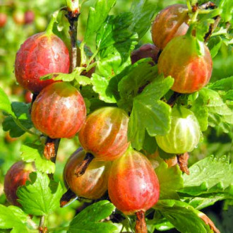 Agriș Achilles imagine 6