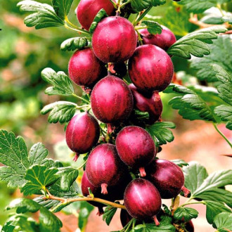 Agriș Gigant imagine 7