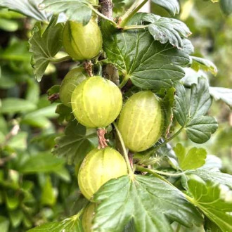 Agriș Invicta imagine 9