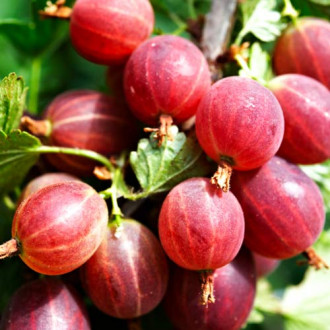 Agriș Kamieniar imagine 18