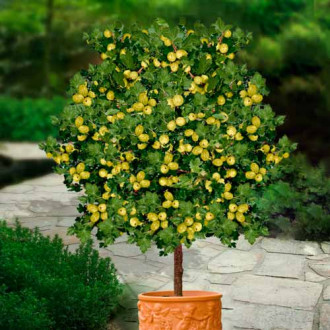 Agriș verde pe tulpină Hinnonmaki Green imagine 11