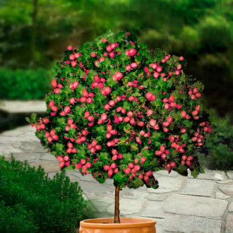 Agriș roșu pe tulpină Hinnonmaki Red imagine 3