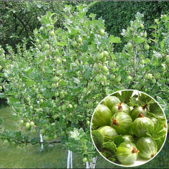 Agriș pe tulpină înaltă Invicta imagine 14