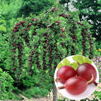 Agriș pe tulpină înaltă Kamieniar imagine 13