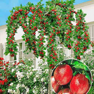 Agriș roșu pe tulpină Red Triumph imagine 5