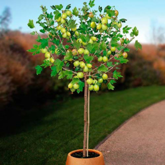 Agriș verde pe tulpină White Triumph imagine 12