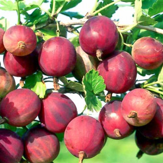 Agriș roșu Delicios imagine 13