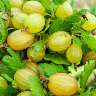 Agriș Tatjana imagine 15