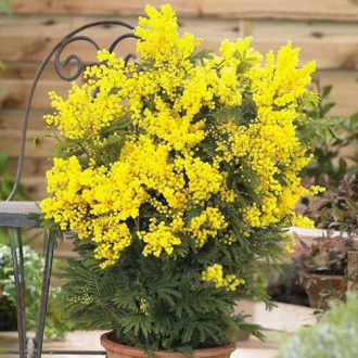 Акация Мимоза Mimosa изображение 11