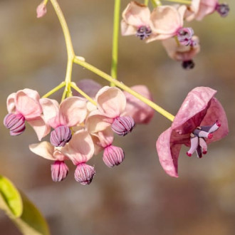 Akebia cu cinci frunze Silver Bell's, С2 imagine 16