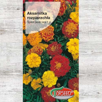 Aksamitka rozpierzchła (niska) Bolero interface.image 6