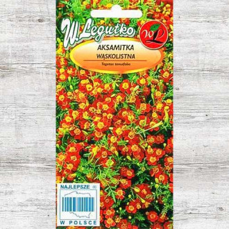 Aksamitka wąskolistna Red Gem Legutko interface.image 5
