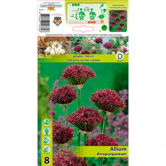 Allium Atropurpureum imagine 7