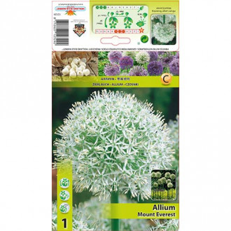 Allium Mount Everest imagine 11