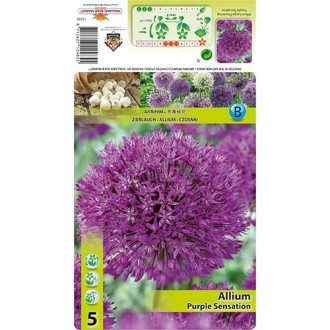 Allium Purple Sensation imagine 2