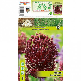 Allium Red Mohican imagine 6